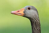 Image. Greylag Goose