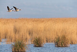 Image. Greylag Goose