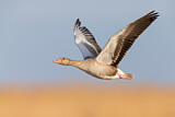 Image. Greylag Goose