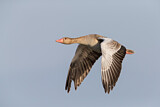 Image. Greylag Goose