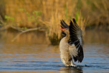 Image. Greylag Goose