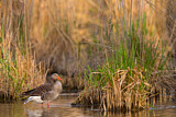 Image. Greylag Goose