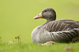 Image. Greylag Goose