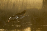 Image. Greylag Goose