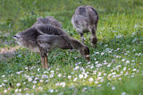 Image. Greylag Goose