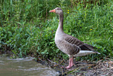 Image. Greylag Goose