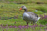 Image. Greylag Goose