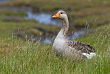 Image. Greylag Goose