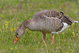 Image. Greylag Goose