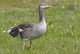Image. Greylag Goose