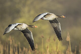 Image. Greylag Goose