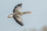 Image. Greylag Goose