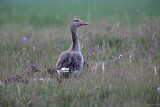 Image. Greylag Goose