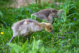 Image. Greylag Goose