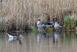 Image. Greylag Goose