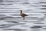 Image. Greylag Goose