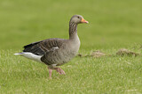 Image. Greylag Goose
