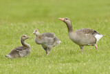 Image. Greylag Goose