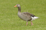 Image. Greylag Goose