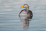 Image. Greylag Goose