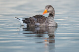 Image. Greylag Goose