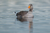Image. Greylag Goose