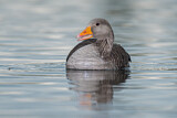 Image. Greylag Goose