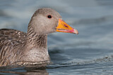 Image. Greylag Goose