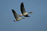 Image. Greylag Goose