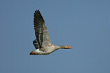 Image. Greylag Goose