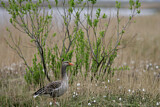 Image. Greylag Goose