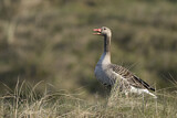 Image. Greylag Goose