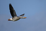 Image. Greylag Goose