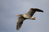 Image. Greylag Goose