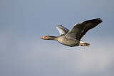Image. Greylag Goose