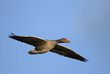 Image. Greylag Goose