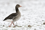 Image. Greylag Goose