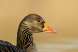 Image. Greylag Goose