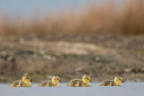 Image. Greylag Goose