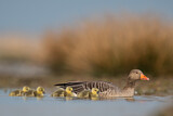 Image. Greylag Goose