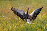 Image. Greylag Goose