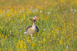 Image. Greylag Goose
