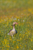 Image. Greylag Goose