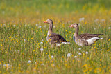 Image. Greylag Goose