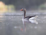 Image. Greylag Goose