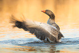 Image. Greylag Goose
