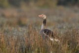 Image. Greylag Goose