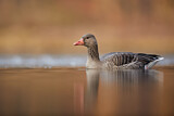 Image. Greylag Goose