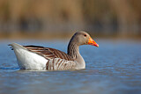 Image. Greylag Goose