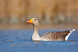 Image. Greylag Goose